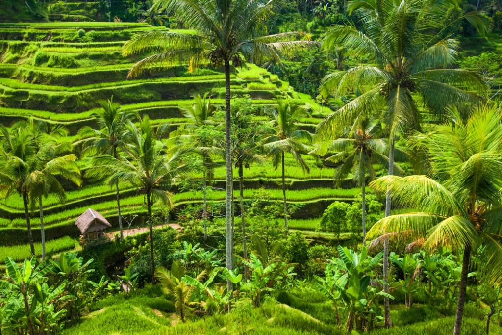 Bali Tour Without Flight - A Bali Fairy Tale - 11 Days 10 Nights