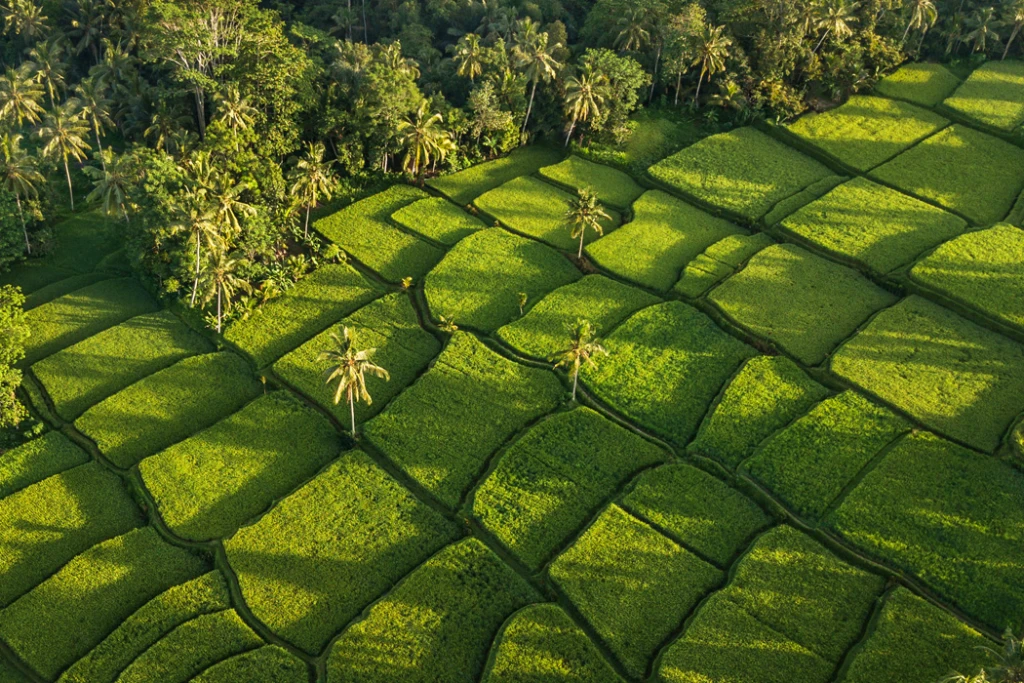 Bali Tour Without Flight - A Bali Fairy Tale - 11 Days 10 Nights