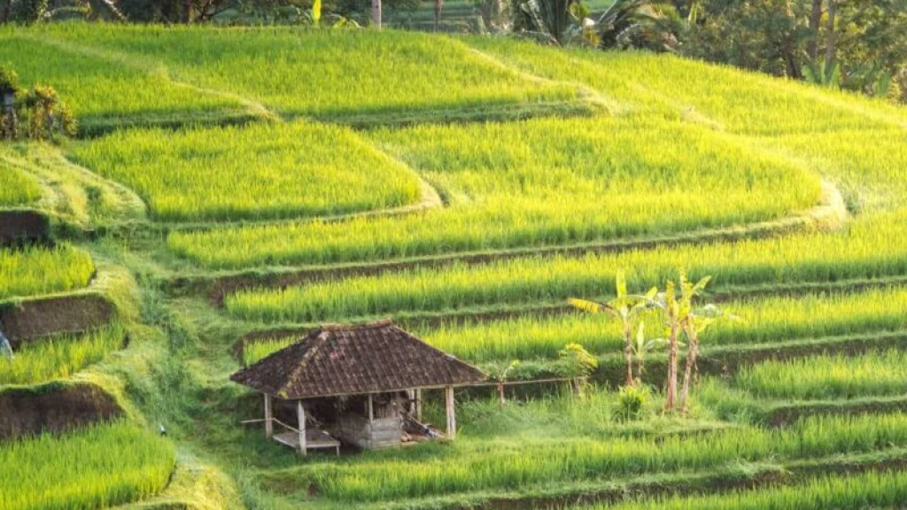 Magical Waterfalls North Bali Tour