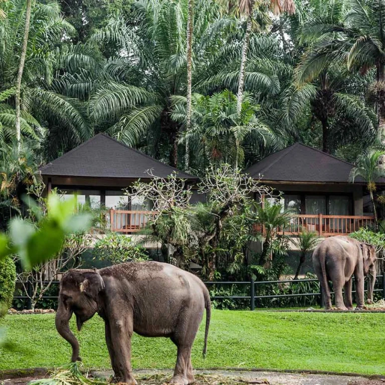 Bali Safari & Marine Park – The Legendary 1 Safari Experience
