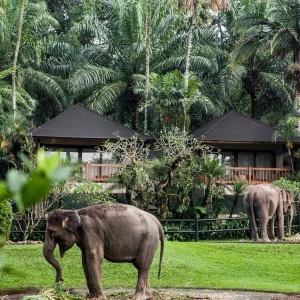 Bali Safari & Marine Park – The Legendary 1 Safari Experience