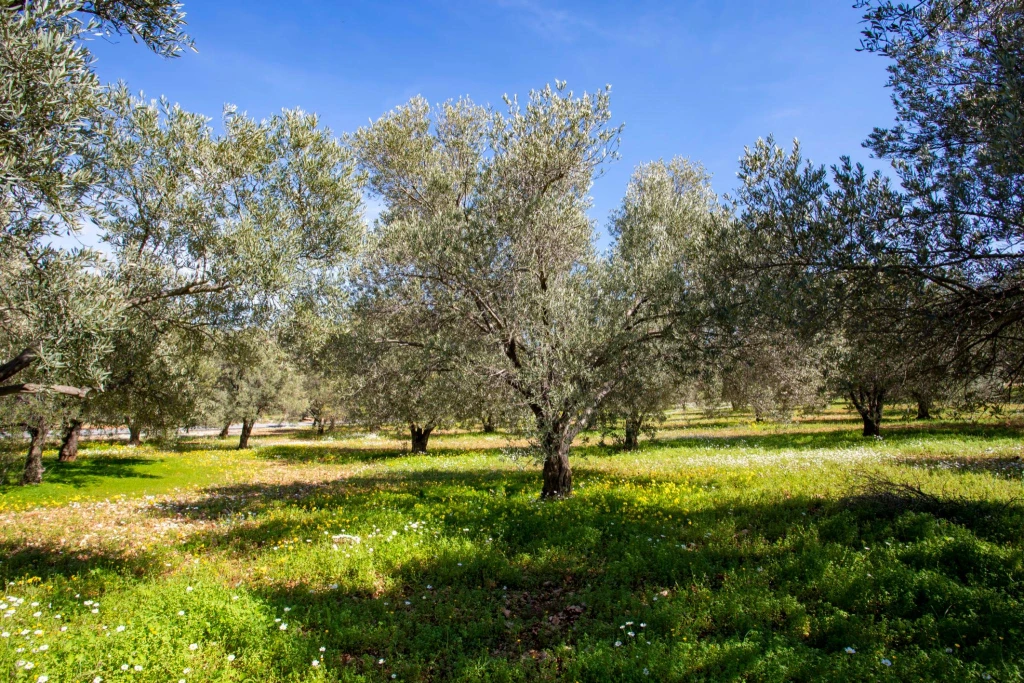 5 Days Foca & Urla Tour from Istanbul | Discover the Aegean Coast