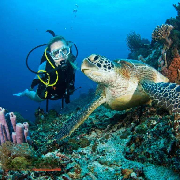 Alanya Scuba Diving Adventure: 2 Dives, Boat Trip & Lunch Included