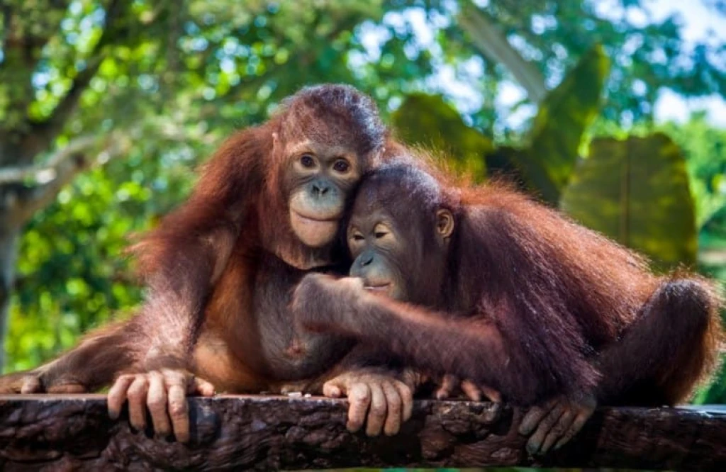 Breakfast with Orangutans - Full Day Bali Tour