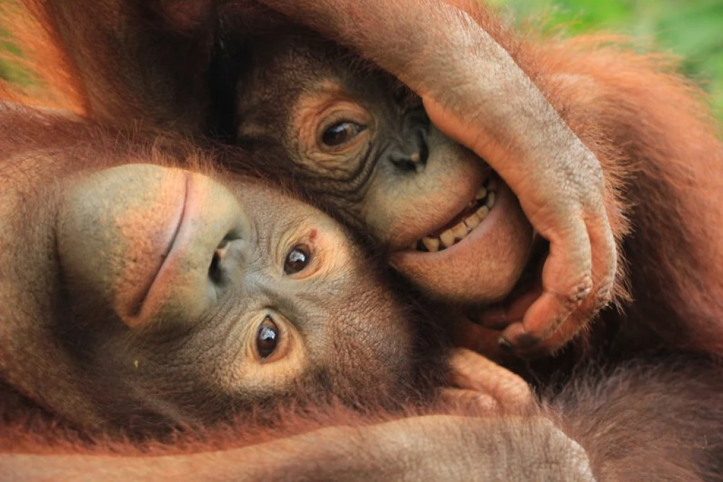 Breakfast with Orangutans - Full Day Bali Tour