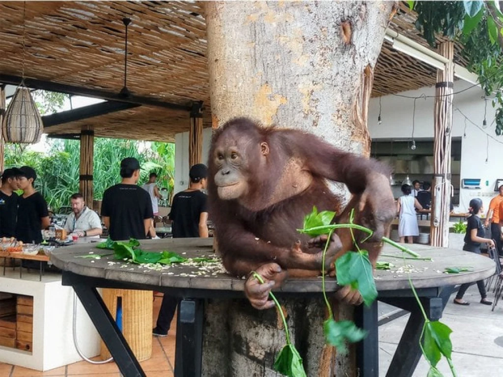 Breakfast with Orangutans - Full Day Bali Tour