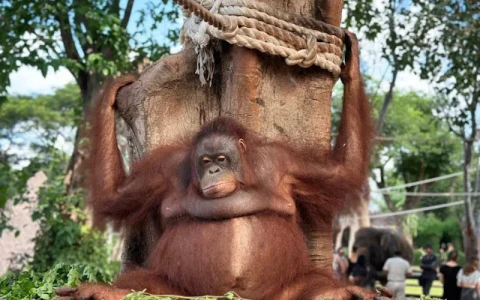 Breakfast with Orangutans - Full Day Bali Tour