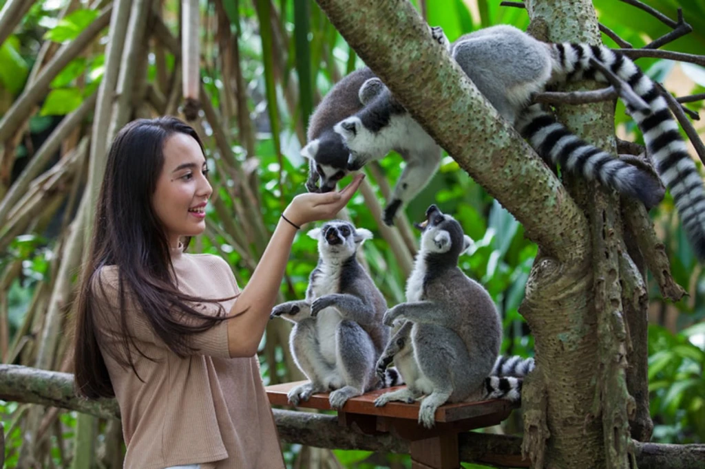 Breakfast with Orangutans - Full Day Bali Tour