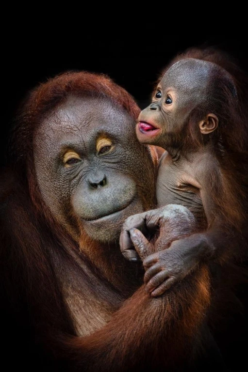 Breakfast with Orangutans - Full Day Bali Tour