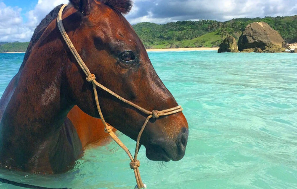 Bali Snorkeling + ATV Safari Tour