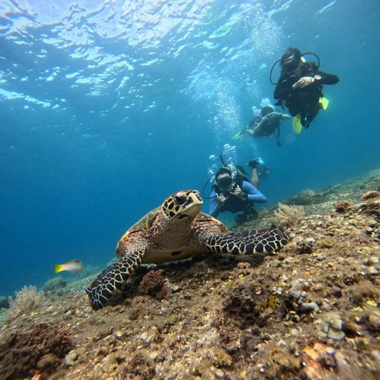 Bali Diving Tour 2 dives