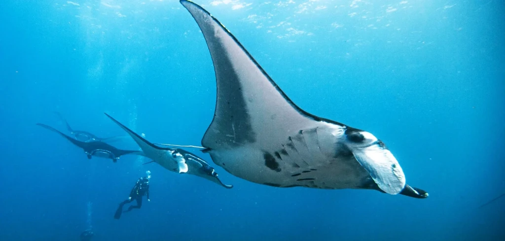 Bali Diving Tour 2 dives