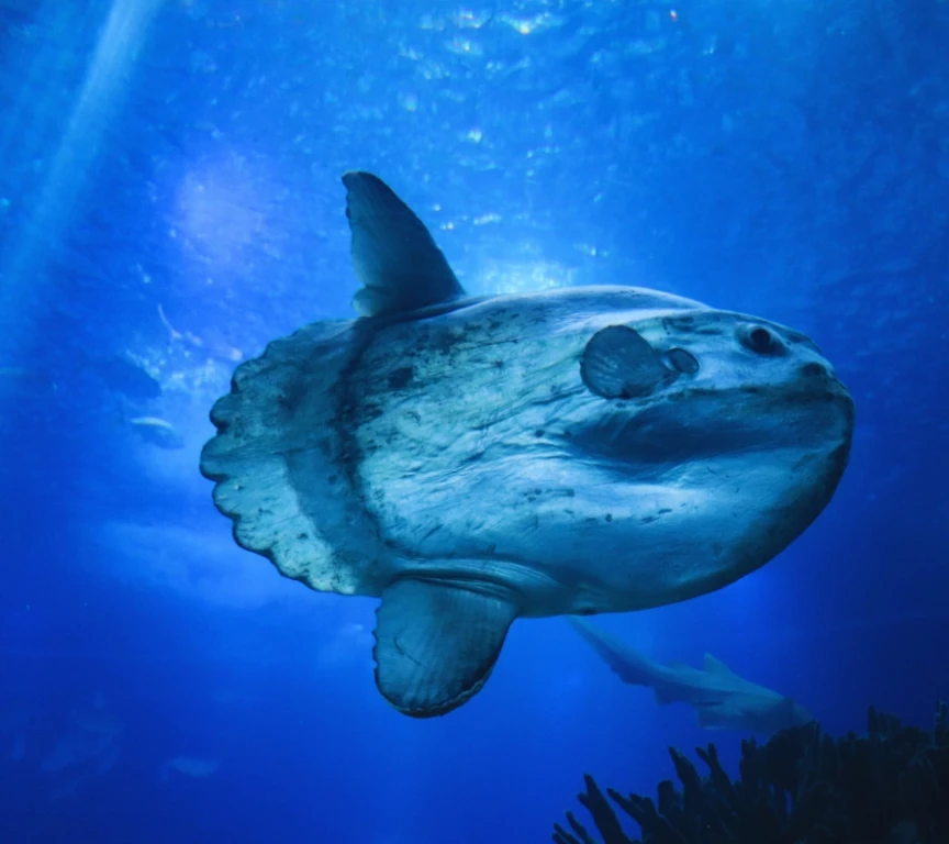 Bali Diving Tour 2 dives