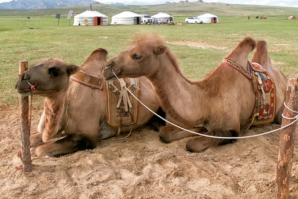 Moğolistan Turu Türk Havayolları İle 9 Gün