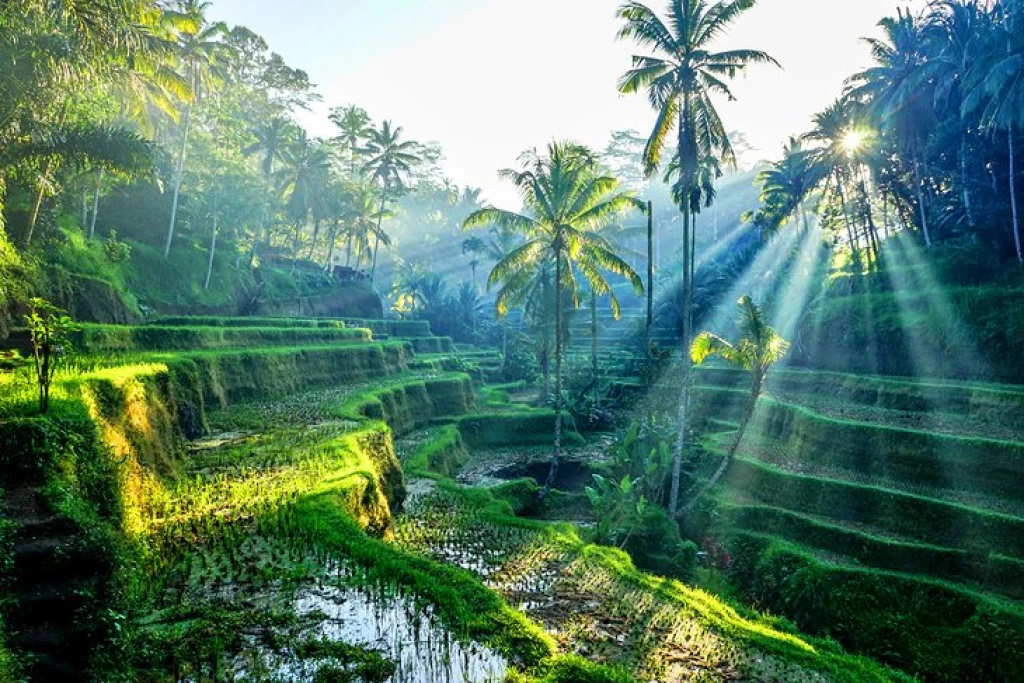 Bali Documentary-Style Nature & Human Photography Tours