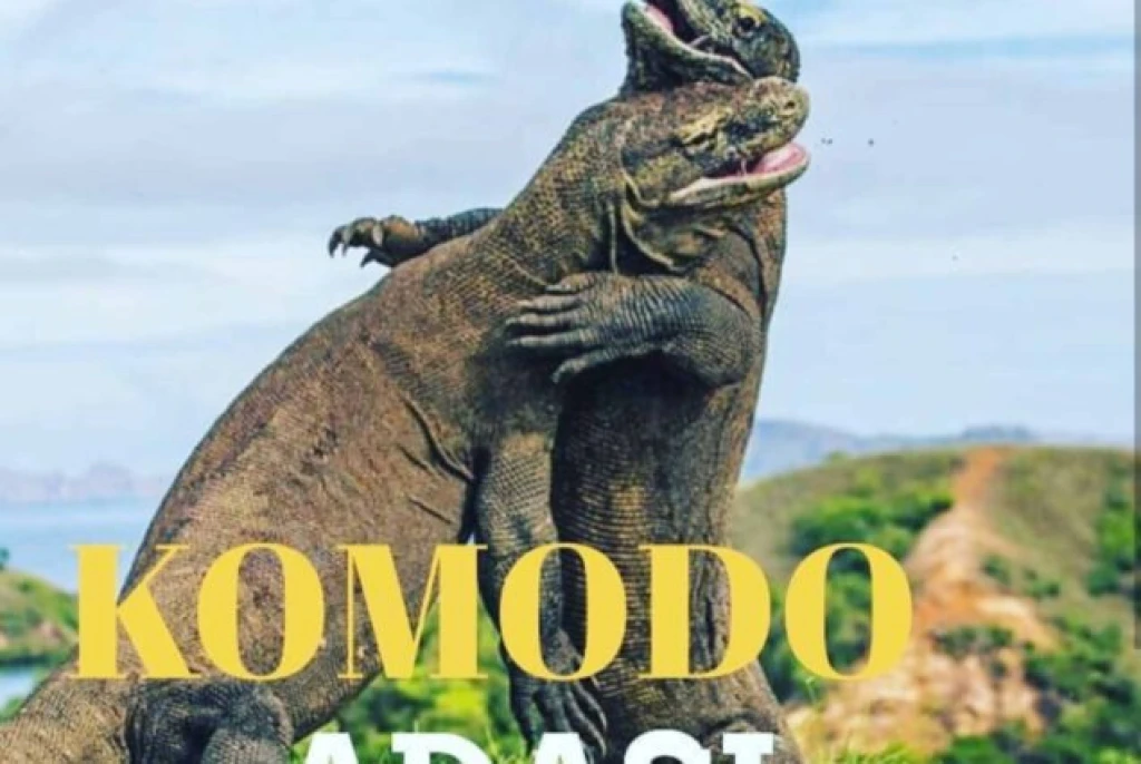 Bali Komodo Island Tour - Komodo Dragon
