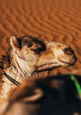 Marrakeş'ten Merzouga kum tepelerine gezi – 3 gün