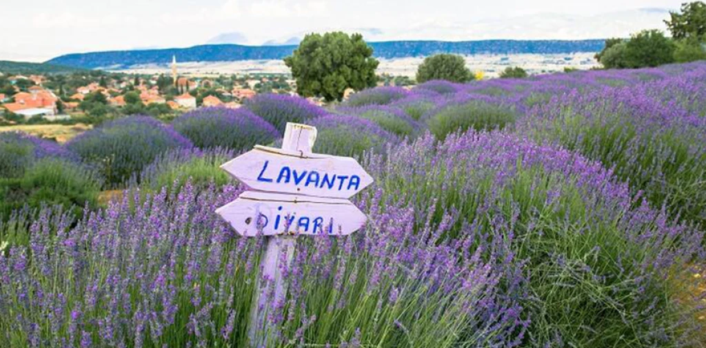 Lavanta Salda Sagalassos Pamukkale Turu / 1 Gece Otel Konaklamalı / Kocaeli Çıkışlı