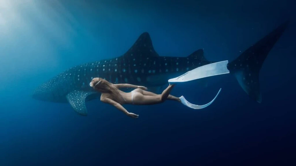 Whale Shark Swimming & Nature Tour