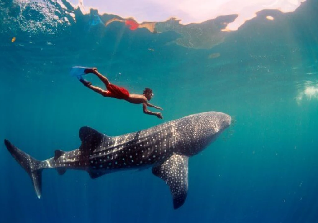 Whale Shark Swimming & Nature Tour