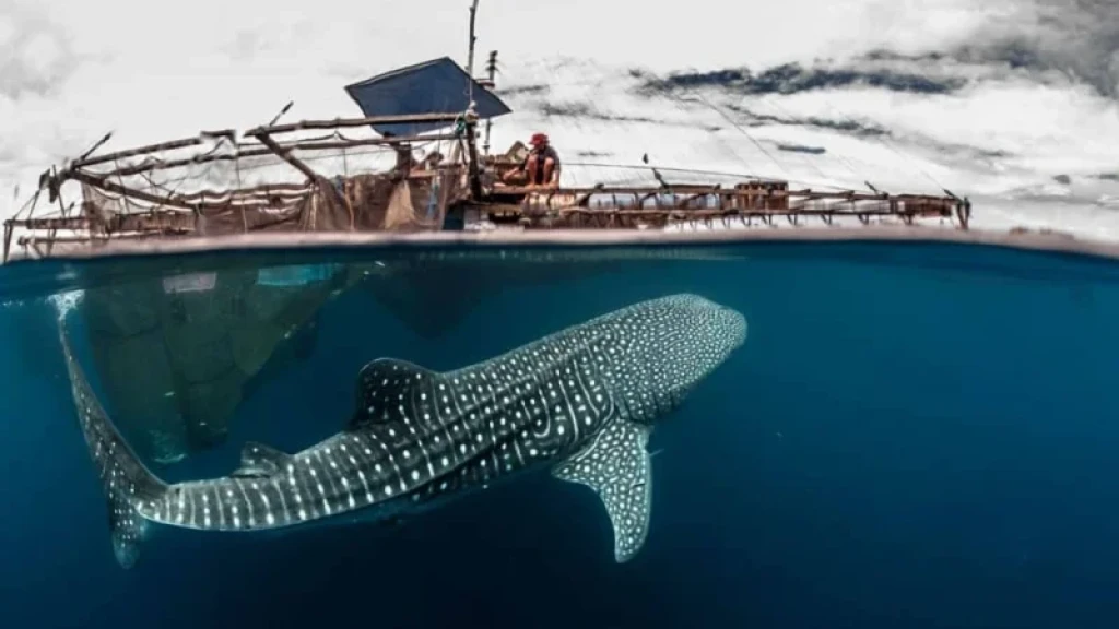 Whale Shark Swimming & Nature Tour