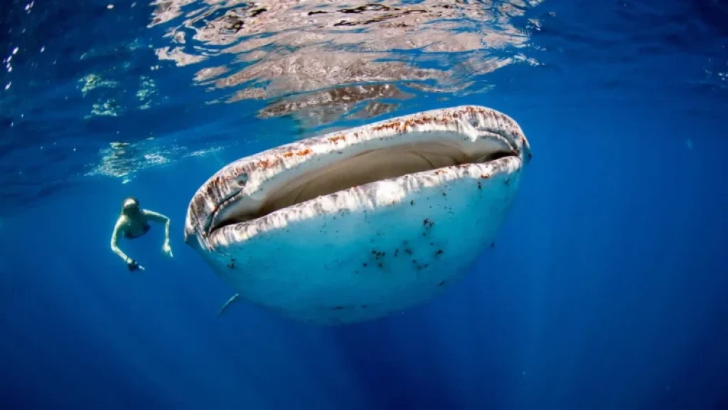 Whale Shark Swimming & Nature Tour