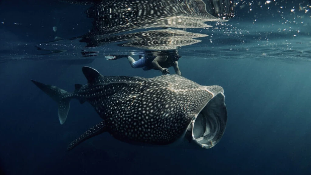 Whale Shark Swimming & Nature Tour