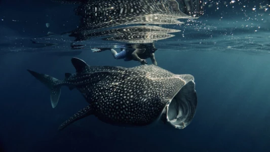 Whale Shark Swimming & Nature Tour