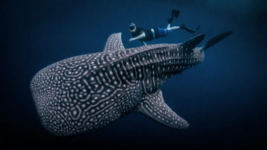 Whale Shark Swimming & Nature Tour