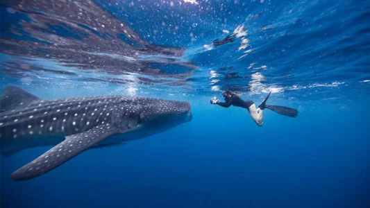 Whale Shark Swimming & Nature Tour