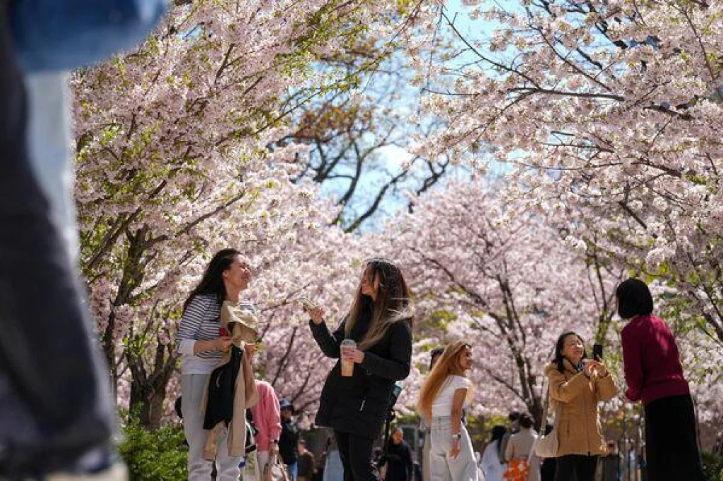 Iznik Tour at Sakura Time