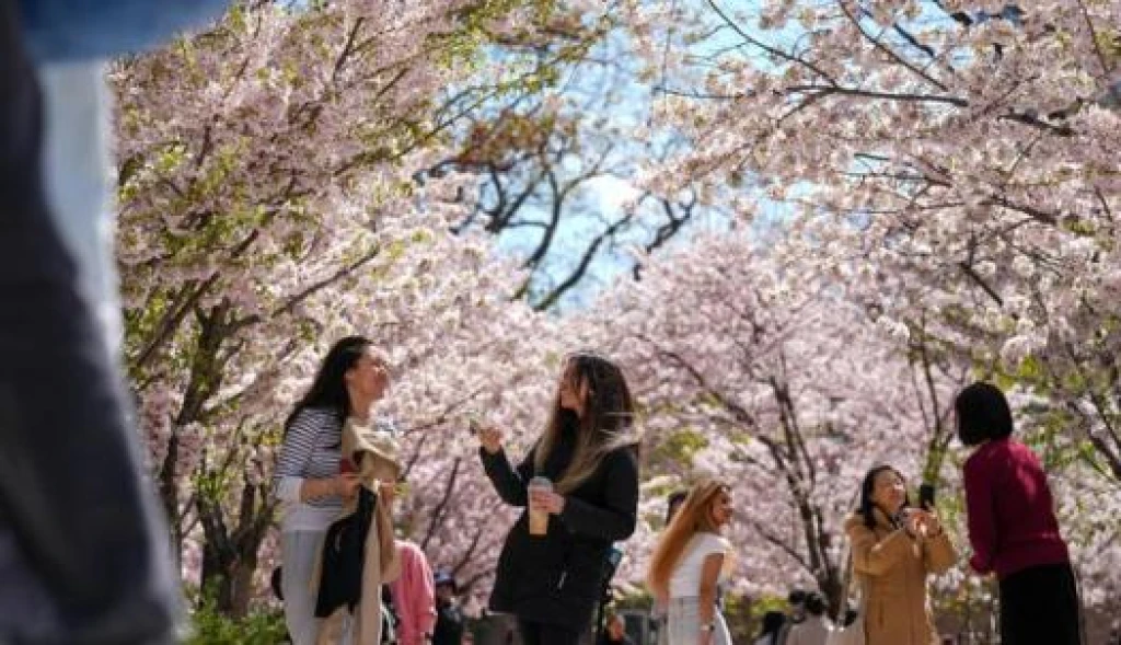 Iznik Tour at Sakura Time