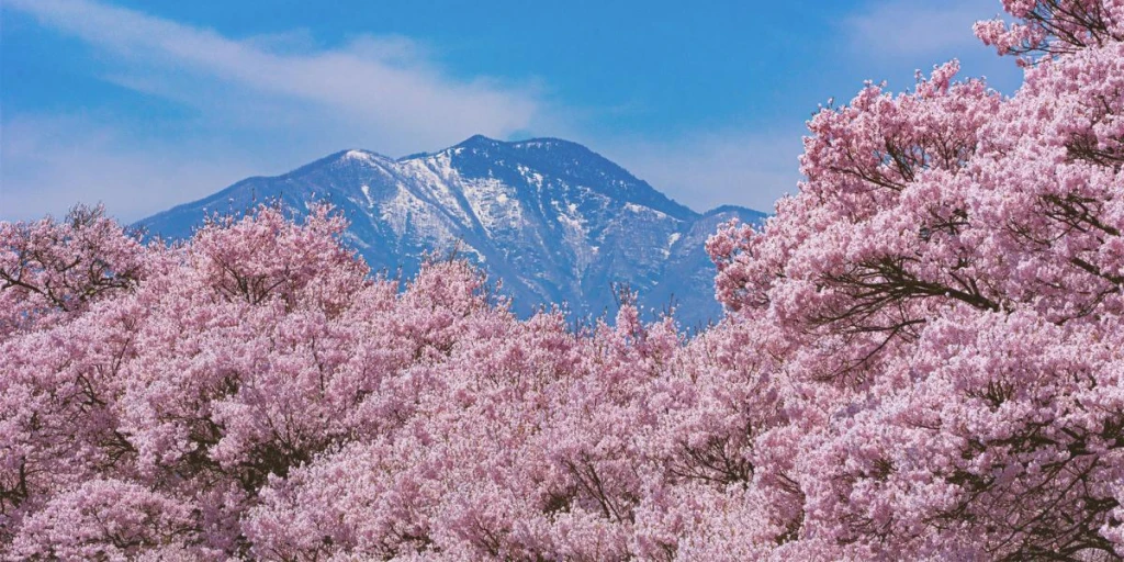 Iznik Tour at Sakura Time