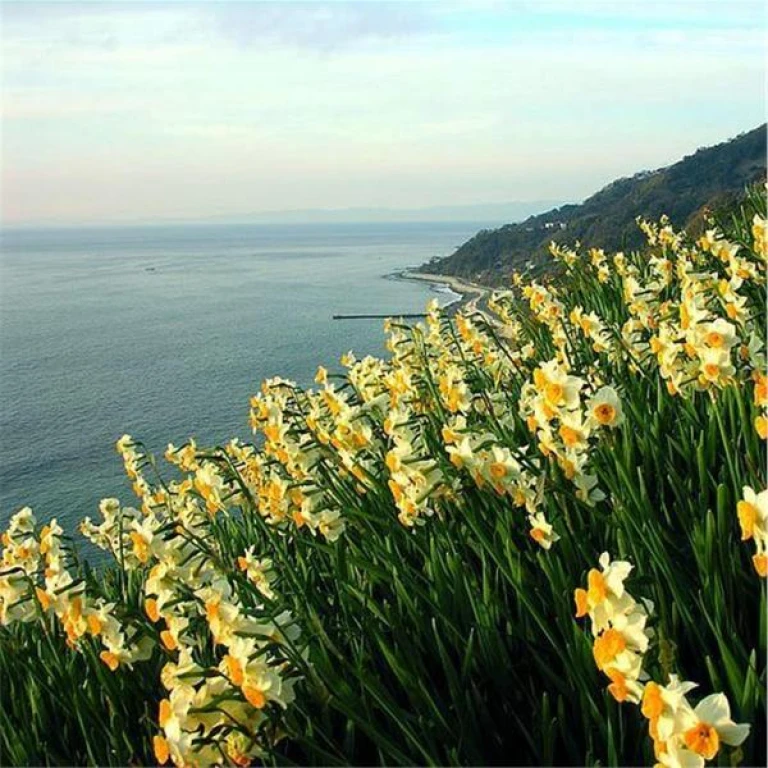 Day Trip Narcissus Festival Tour (Departing from Bursa)