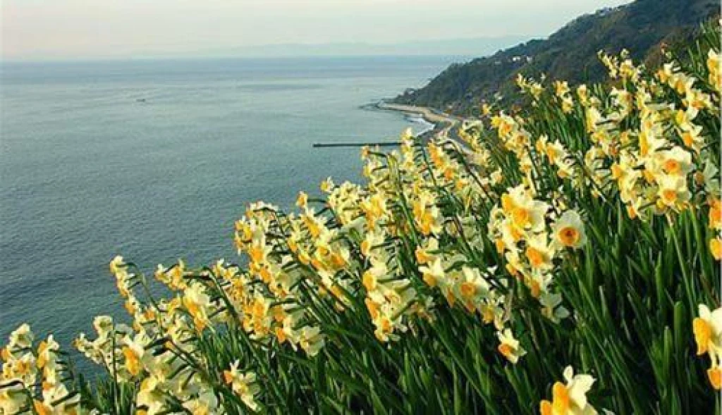 Day Trip Narcissus Festival Tour (Departing from Bursa)