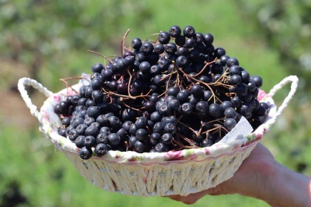 Yalova Turu ( Bursa Çıkışlı)