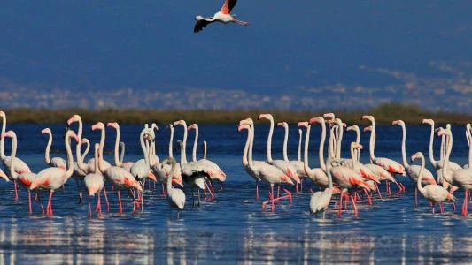 Yalova Aronya Festivali Turu ( Günübirlik Bursa Çıkışlı )