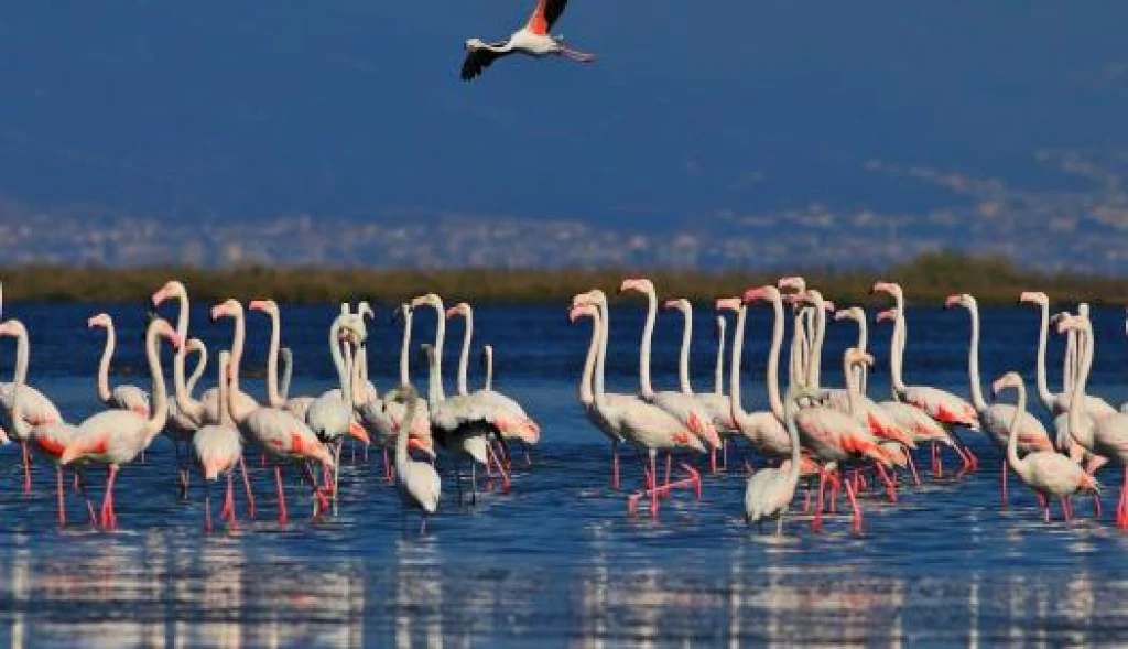 Yalova Aronya Festivali Turu ( Günübirlik Bursa Çıkışlı )