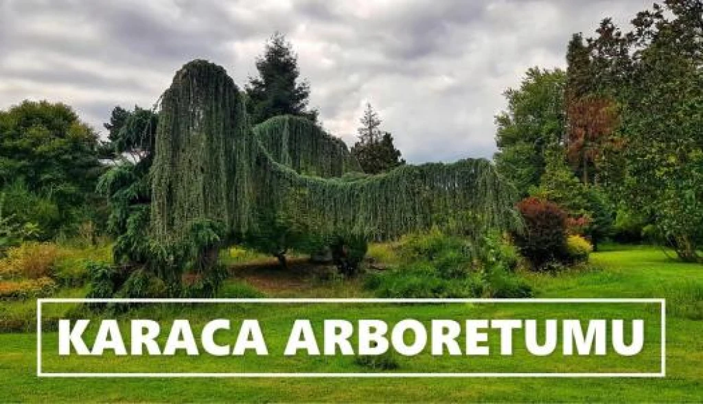 Yalova Aronya Festivali Turu ( Günübirlik Bursa Çıkışlı )