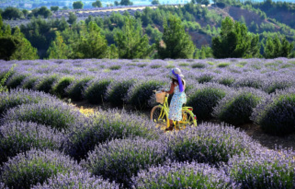 Pamukkale, Lavender Gardens and Salda Tour from Bursa