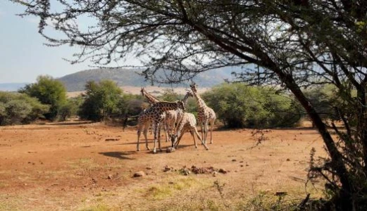 Flex Güney Afrika & Safari Turu