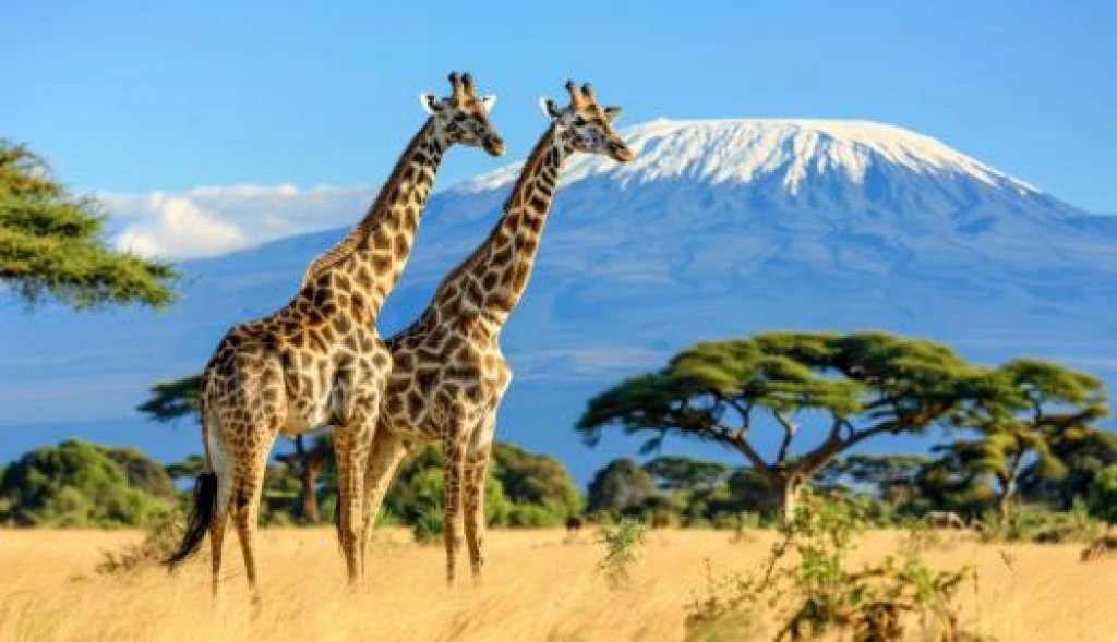 Flex Güney Afrika & Safari Turu