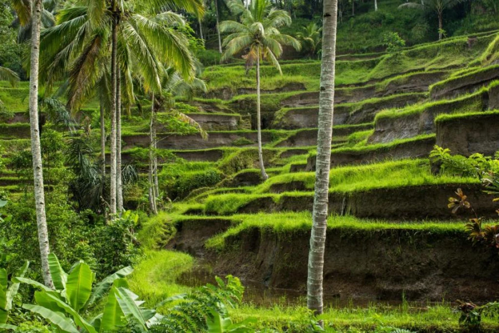 Emirates Hava Yolları ile Elegant Bali & Ubud Turu