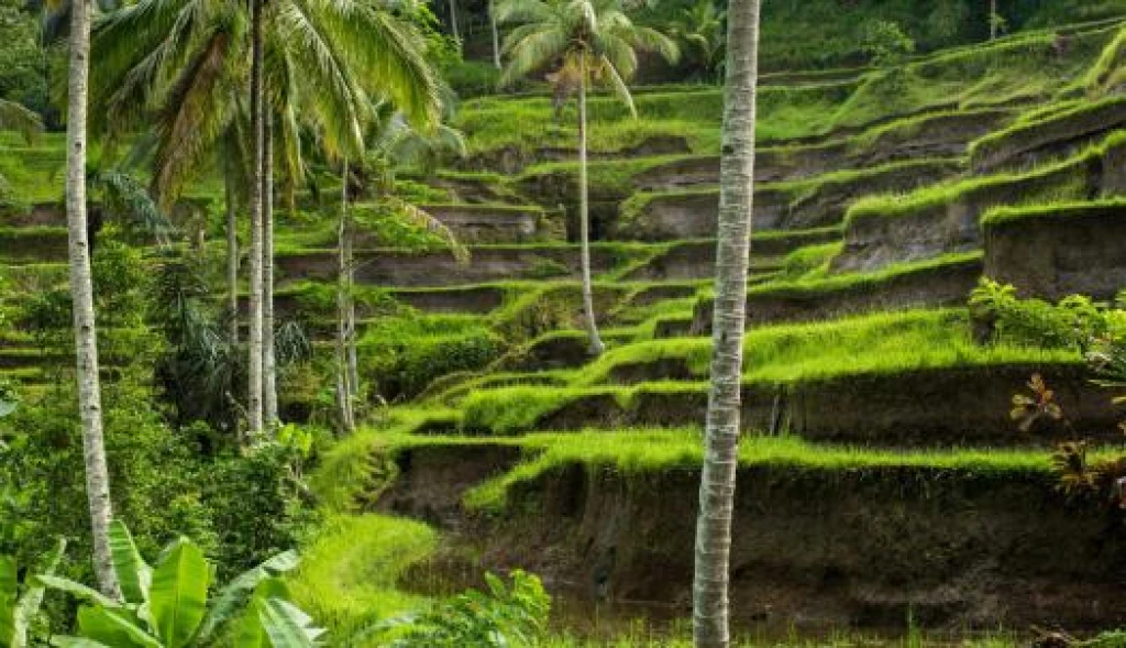 Türk Hava Yolları ile Elegant Bali & Ubud Turu