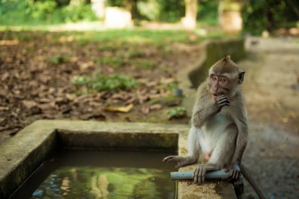 Türk Hava Yolları ile Elegant Bali & Ubud Turu