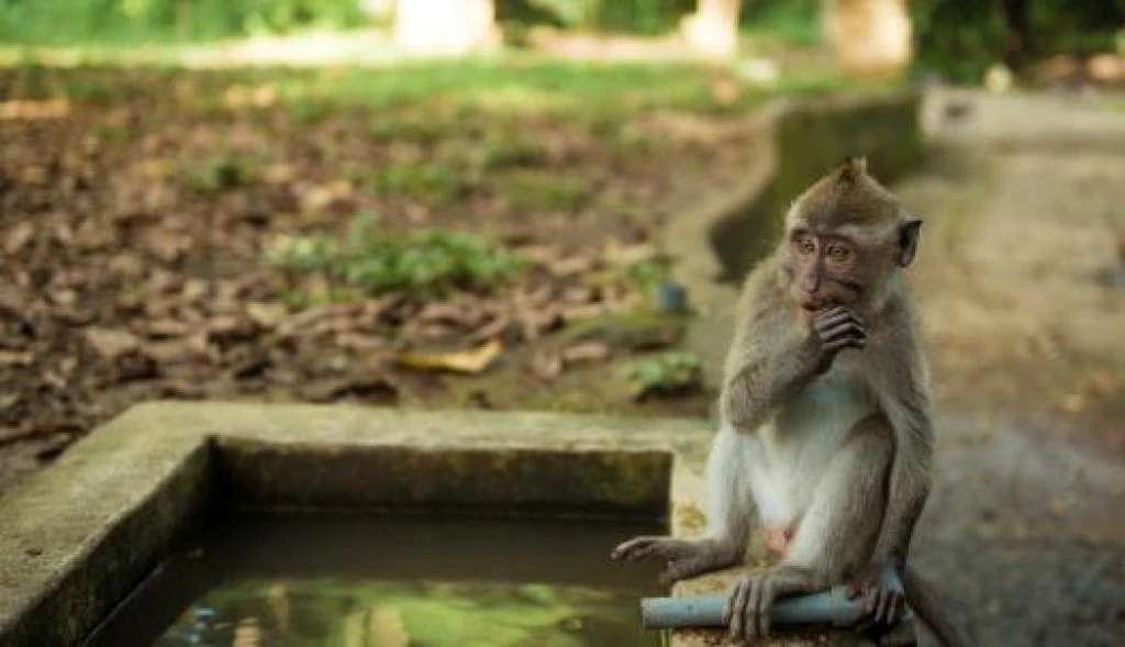 Türk Hava Yolları ile Elegant Bali & Ubud Turu