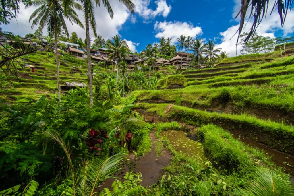 Tour elegante por Ubud y Bali