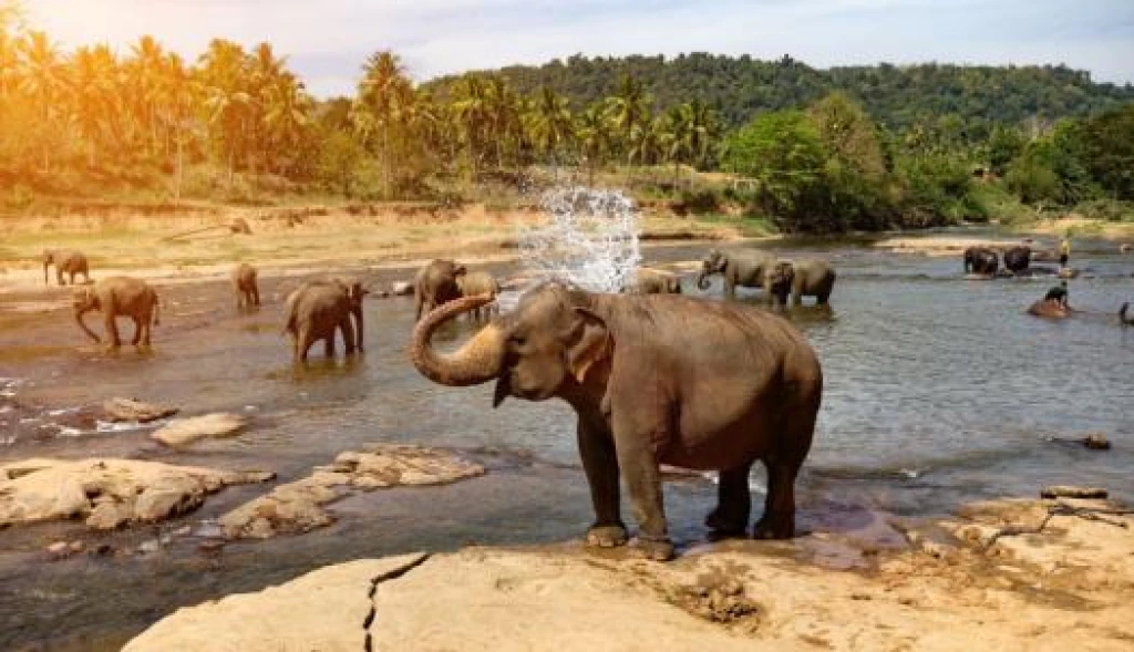 Türk Hava Yolları ile Elegant Sri Lanka Turu - 6 Gece