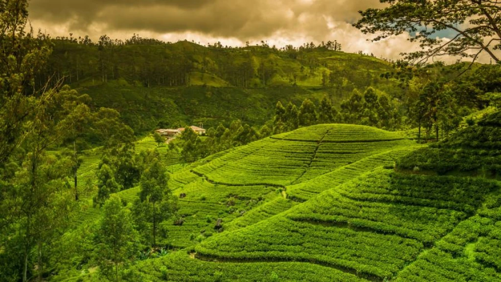 Türk Hava Yolları ile Elegant Sri Lanka Turu - 6 Gece