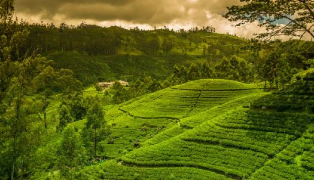 Türk Hava Yolları ile Elegant Sri Lanka Turu - 6 Gece